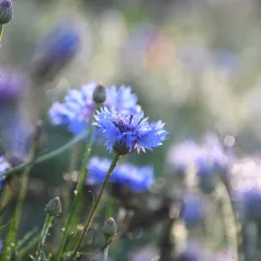 Bleuet Bleu - Fleurs - Semailles Bleuet Bleu - Fleurs - Semailles