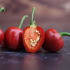 Paprika Sweet Cherry