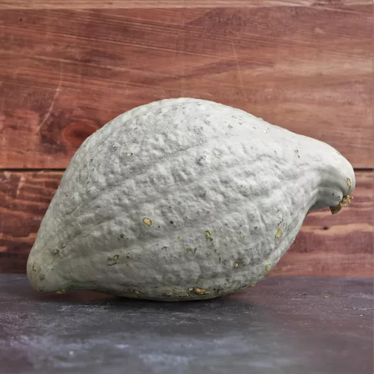 Potiron Hubbard bleu Potiron Hubbard bleu