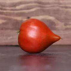 Tomate Téton de Vénus Tomate Téton de Vénus