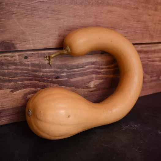 Muskaatpompoen Trompe d'Albenga Muskaatpompoen Trompe d'Albenga