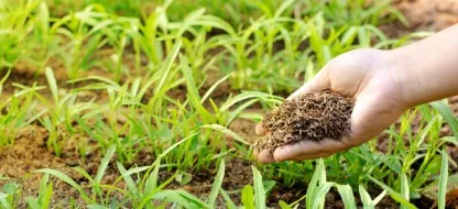 Luttez contre les mauvaises herbes au jardin grâce à l’engrais vert