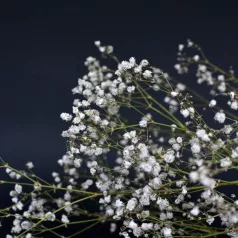 Gypsophile nuage Gypsophile nuage