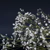 Gypsophile vivace