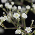 Gypsophile nuage