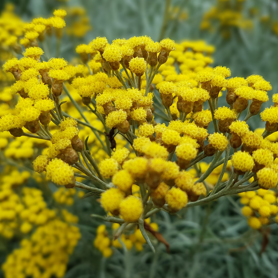 Helichryse ou plante curry | Aromatiques | Semailles