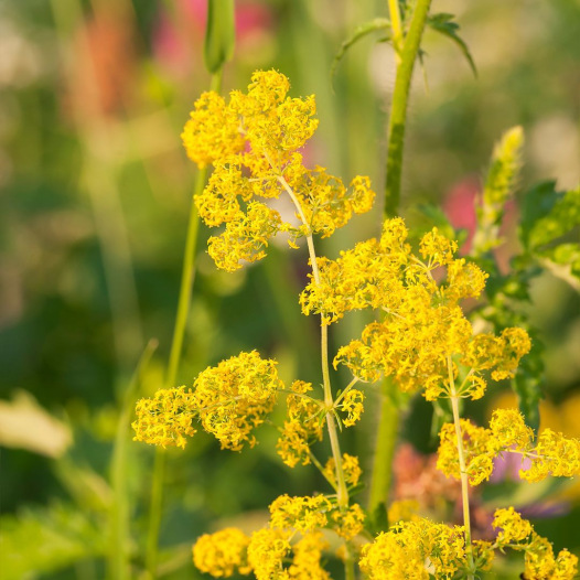 Caille-lait ou gaillet jaune