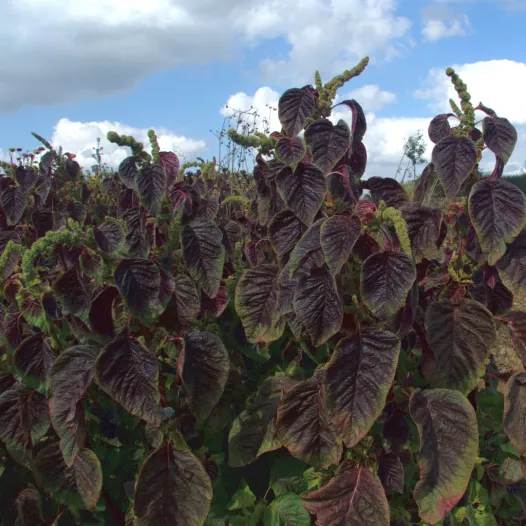 Amarant roodkleurige bladeren Amarant roodkleurige bladeren