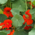 Oostindische kers Empress of India