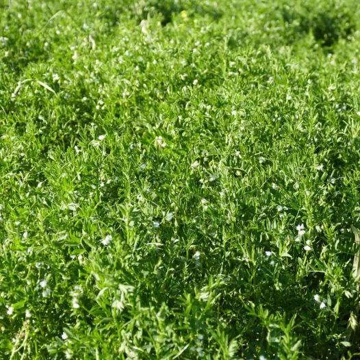 Linzen Beluga Linzen Beluga