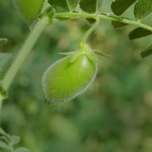 Lentilles Beluga Lentilles Beluga