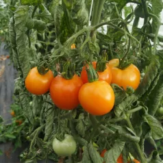 Tomate délice d'or Tomate délice d'or