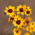 Coreopsis meisjesogen