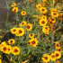 Coreopsis meisjesogen