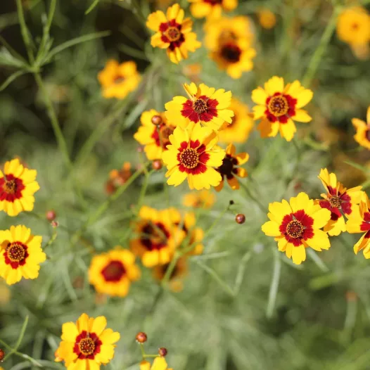 Coreopsis meisjesogen