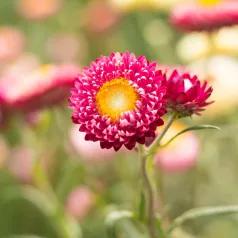 Strobloem Pleno Bikini Strobloem Pleno Bikini