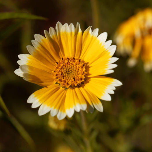 Layia platyglossa ou Tidytips côtières