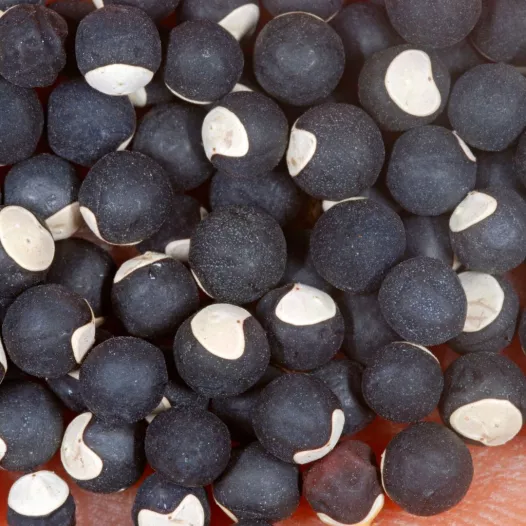 Blaasjeswingerd Blaasjeswingerd