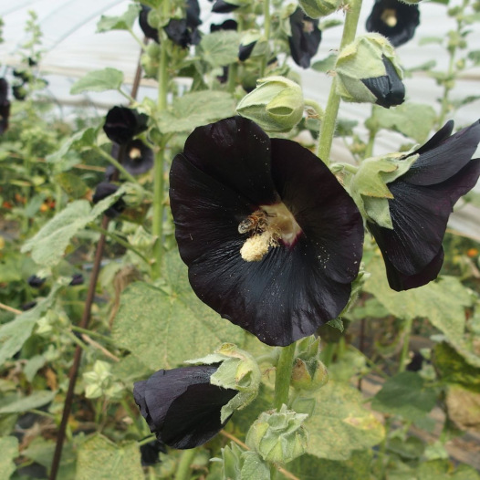 Rose Trémière noire