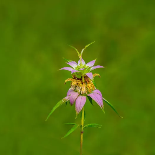 Monarde ponctuée Monarde ponctuée