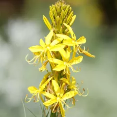 Gele affodil - Baton de Jacob