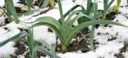 Semer en fonction des saisons et du climat pour un jardin prospère toute l’année !