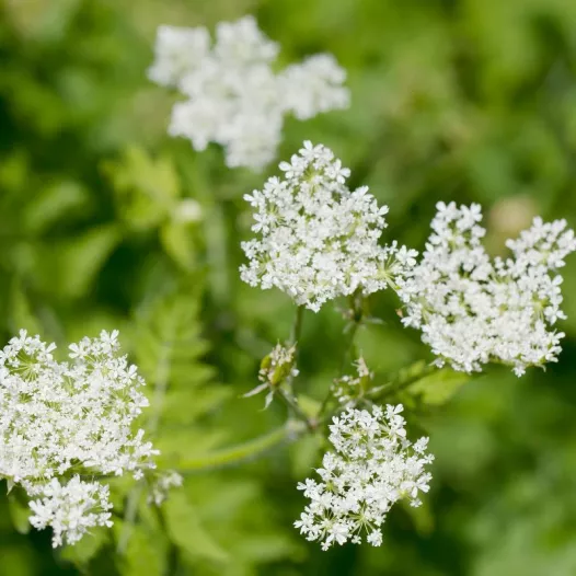 Kervel meerjarig Kervel meerjarig