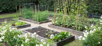 Découvrez 11 bonnes raisons d’avoir un potager à la maison