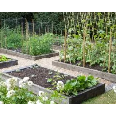 Gezond eten dankzij je eigen moestuin