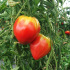 Tomate rouge Anna Russian