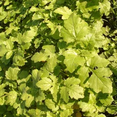 Moutarde blanche - engrais vert - Semailles Moutarde blanche - engrais vert - Semailles