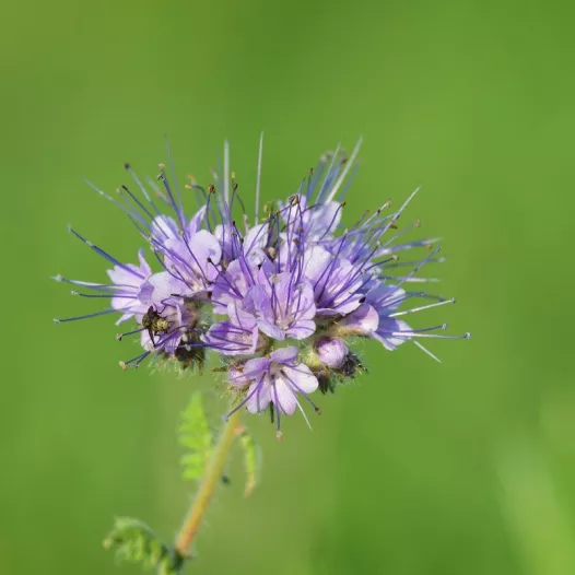 Phacelia (groenbemester)