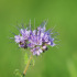 Phacelia (groenbemester)