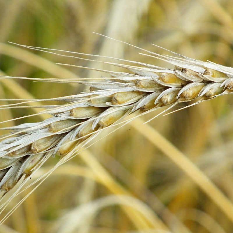 Whisky De Seigle Pur Heaven's Door (700 Ml) - Flaviar