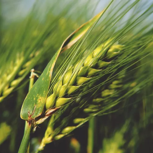 Seigle - engrais vert - Semailles