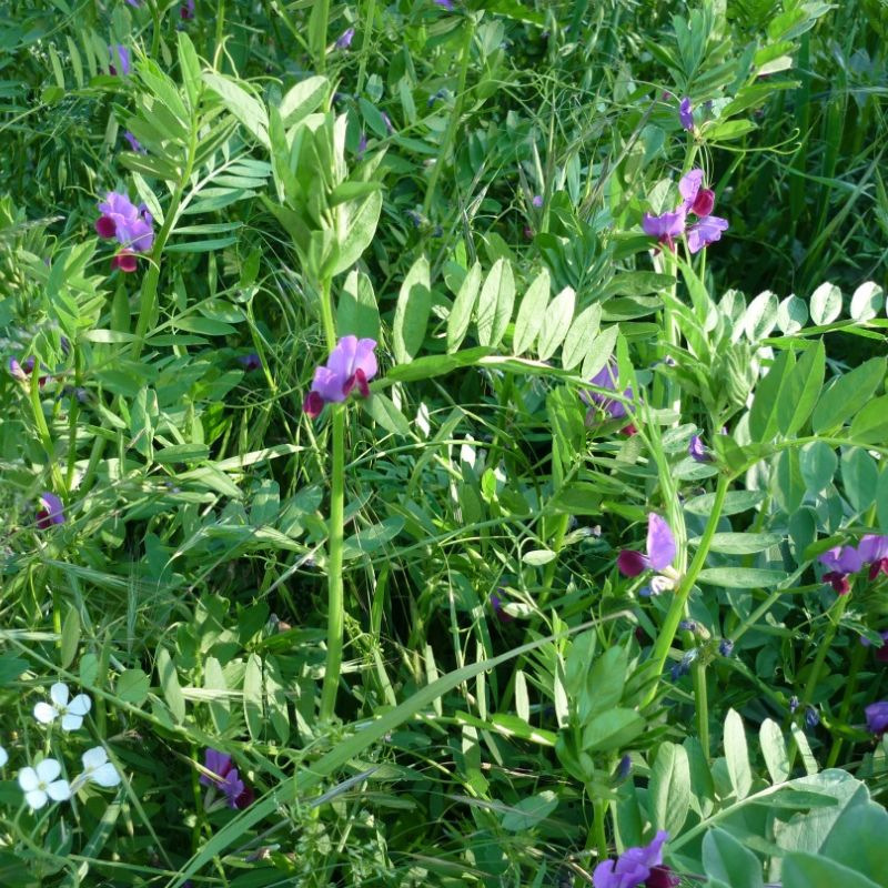 Graines bio et reproductibles de Vesce d'hiver (Engrais vert) — free download