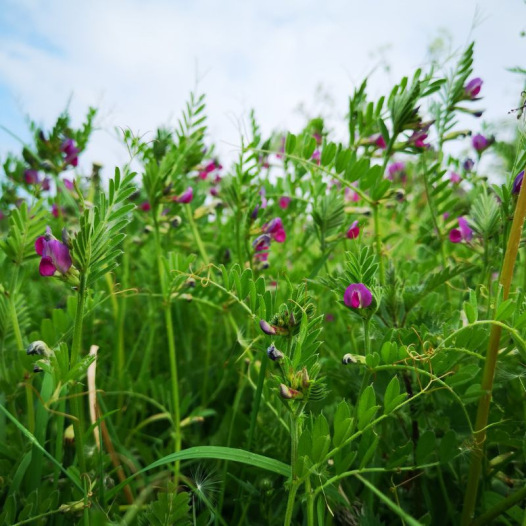 Graines De Vesce – Sainfoin. Engrais Vert Rapide Et Mellifère