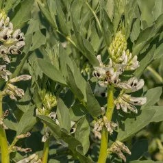 Veldboon (groenbemester) Veldboon (groenbemester)