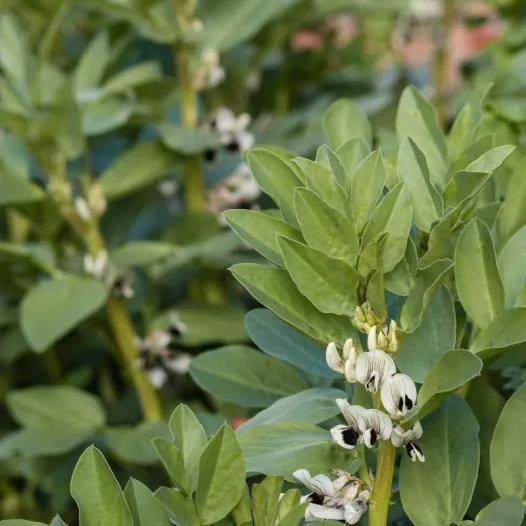 Féverole - engrais vert - Semailles