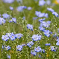 Lin Bleu (engrais vert) Lin Bleu (engrais vert)