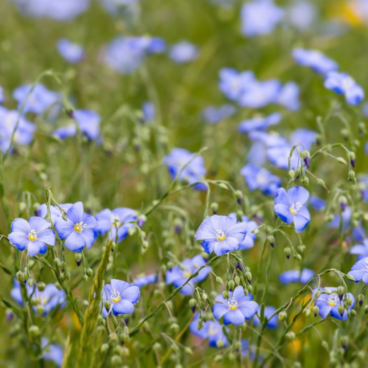 Blauwe vlas (groenbemester)