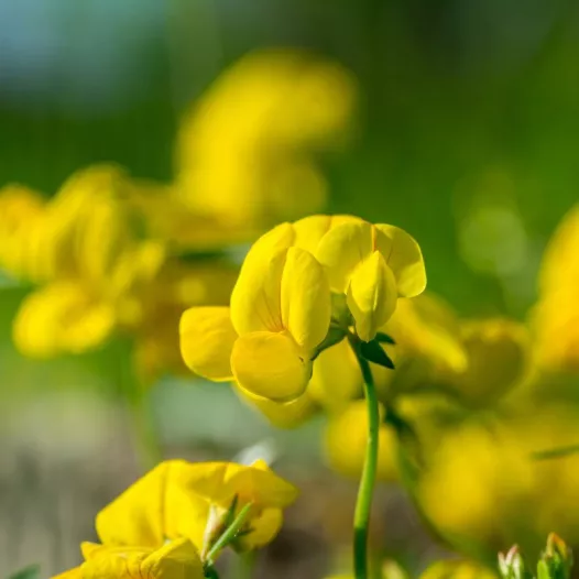 Lotier corniculé - Engrais Vert - Semailles Lotier corniculé - Engrais Vert - Semailles