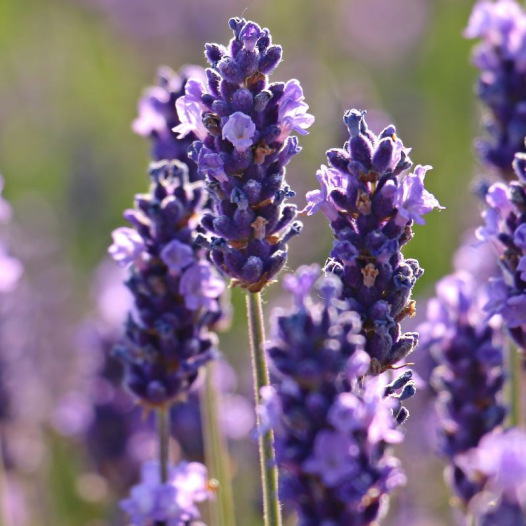 Sachet Fleurs de Lavande