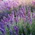 Lavendel
