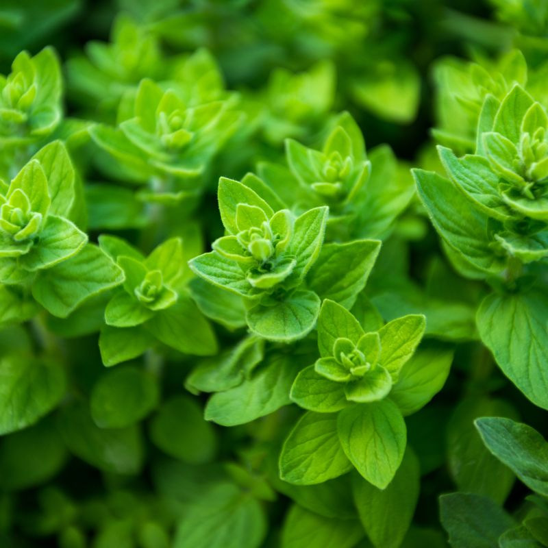 Zadenpakket - 12 Kruiden- En Groentezaden - Essentiële Soorten Voor De Moestuin Tomaat Sla Radijs Wortel Munt En Meer
