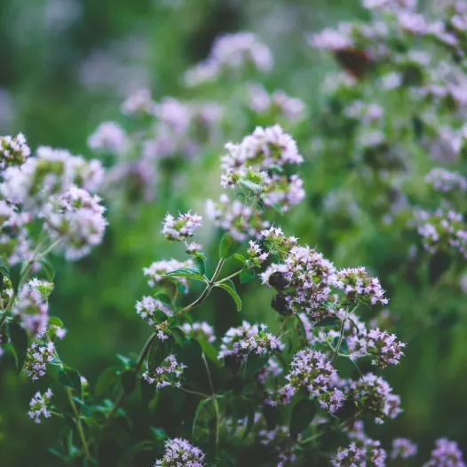Wilde marjolein (oregano)