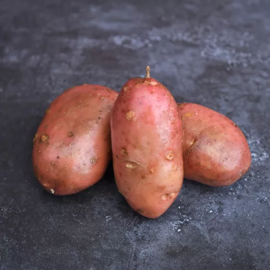 Pomme de terre Désirée bio - Plants - Semailles