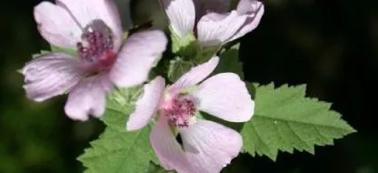 Les 6 fleurs et plantes médicinales à cultiver dans son jardin