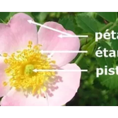 Bloemen voor vlinders, bijenbloemen, sprinkhanenbloemen... De soorten die gunstig zijn voor de biodiversiteit!