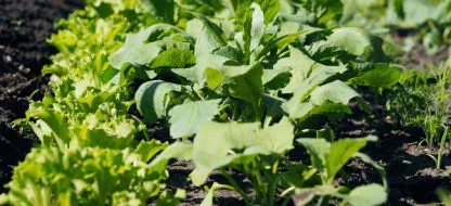 Comment bien repiquer ses plants au mois de mai ?